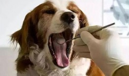 宠物黑料爆料视频下载安装,下载安装背后的真相与争议